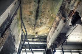 Best Emergency Mold Remediation  in Dixon, IL